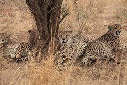 Four cheetah